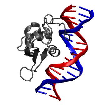 Structure preview of NAFlex FOXA3 crystal rep2