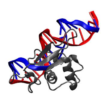Structure preview of NAFlex FOXA3 crystal rep4