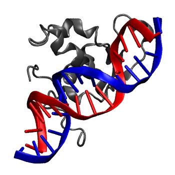 Structure preview of NAFlex FOXA3 crystal rep5