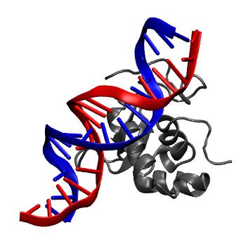 Structure preview of NAFlex FOXA3 mut rep2