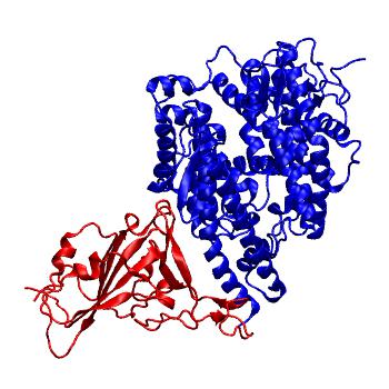 Structure preview of Bat-SARSr-CoV RATG13 spike receptor binding domain bound with FERR ACE2