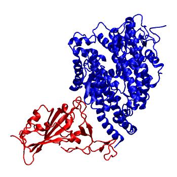 Structure preview of Bat-SARSr-CoV RATG13 spike receptor binding domain bound with MACR ACE2