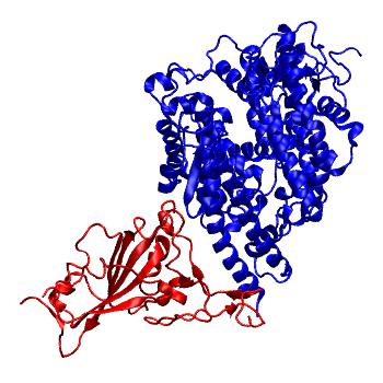 Structure preview of Bat-SARSr-CoV RATG13 spike receptor binding domain bound with Pangolin ACE2
