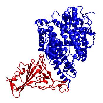 Structure preview of Bat-SARSr-CoV RATG13 spike receptor binding domain bound with ZIBB ACE2