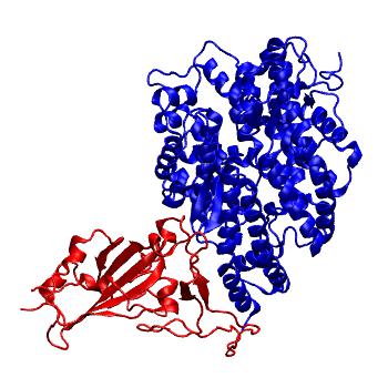 Structure preview of SARS spike receptor binding domain bound with SIN1 ACE2