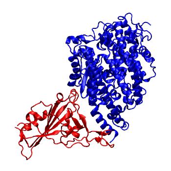 Structure preview of SARS-CoV-2 spike receptor binding domain bound with FERR ACE2 (REAL)