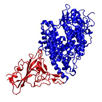 Structure preview of SARS-CoV-2 spike receptor binding domain bound with MACR ACE2 (REAL)