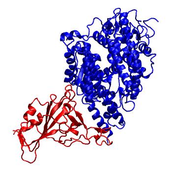 Structure preview of SARS-CoV-2 spike receptor binding domain bound with Pangolin ACE2 (REAL)