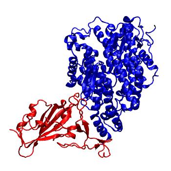 Structure preview of SARS-CoV-2 spike receptor binding domain bound with PUS ACE2 (REAL)