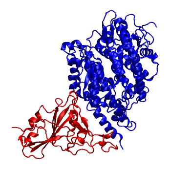 Structure preview of SARS-CoV-2 spike receptor binding domain bound with MACR ACE2