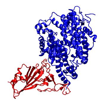Structure preview of SARS-CoV-2 spike receptor binding domain bound with SIN2 ACE2