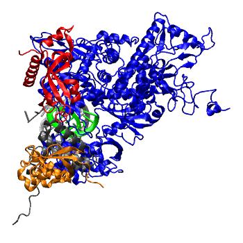 Structure preview of Gromacs 100 ns MD of SARS-CoV-2 RdRp + RNA template-primer + RTP (Remdesivir Tri-Phosphate) model, All Atom model (100 ns)
