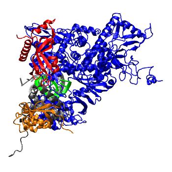Structure preview of Gromacs 100 ns MD of SARS-CoV-2 RdRp + RNA template-primer + ATP model, All Atom model (100 ns)