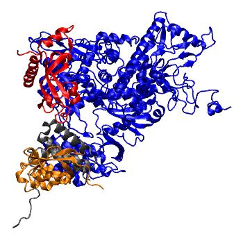 Structure preview of Gromacs 300 ns MD of SARS-CoV-2 apo-RdRp model, All Atom model (300 ns)