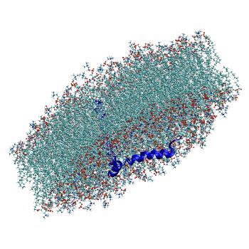 Structure preview of All-atom molecular dynamics simulations of SARS-CoV-2 envelope protein E in the monomeric form, C2 popc