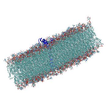 Structure preview of All-atom molecular dynamics simulations of SARS-CoV-2 envelope protein E in the monomeric form, C4 mix