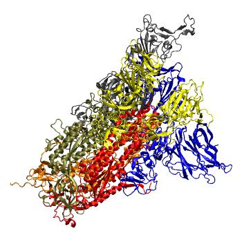 Structure preview of Steered MD, RBD closing; cleaved spike