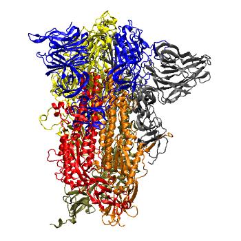 Structure preview of Steered MD, RBD opening; cleaved spike