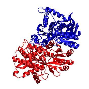 Structure preview of GluA3 E180A NTD dimer classical all-atom MD run 3