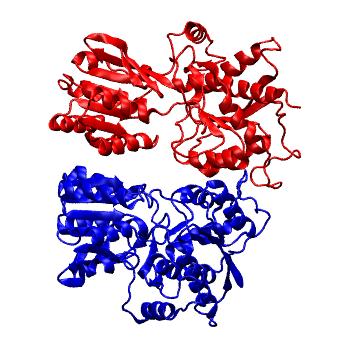 Structure preview of Parallel GluA3 WT NTD dimer (PDB 3O21, dimer CD) run 1