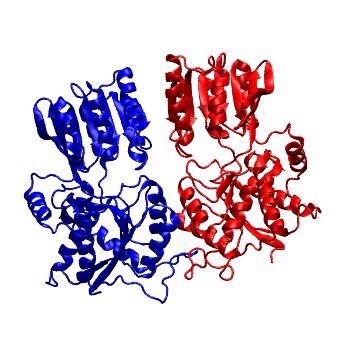 Structure preview of Parallel GluA3 WT NTD dimer (PDB 3O21, dimer CD) run 3